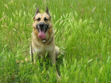 cane