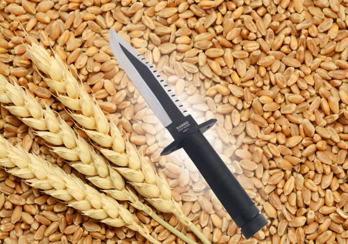 Quando il pomodoro da pianta velenosa divenne miracolosamente cibo