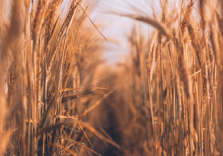 ARTICOLO: La necessità di cibi etici e di qualità nel percorso di realizzazione del Sé pericolo grano